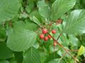 Alder buckthorn